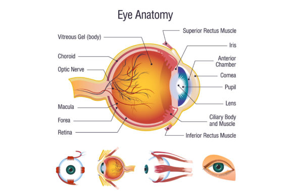 Enhancing Visual Communication with the Eyeball Medical Anatomy Icons Set